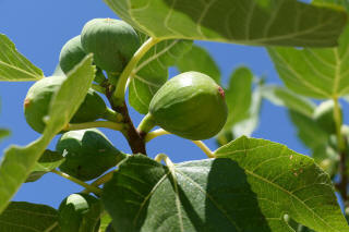 Figues vertes