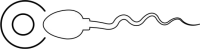 Spermatozode qui se dtache du groupe